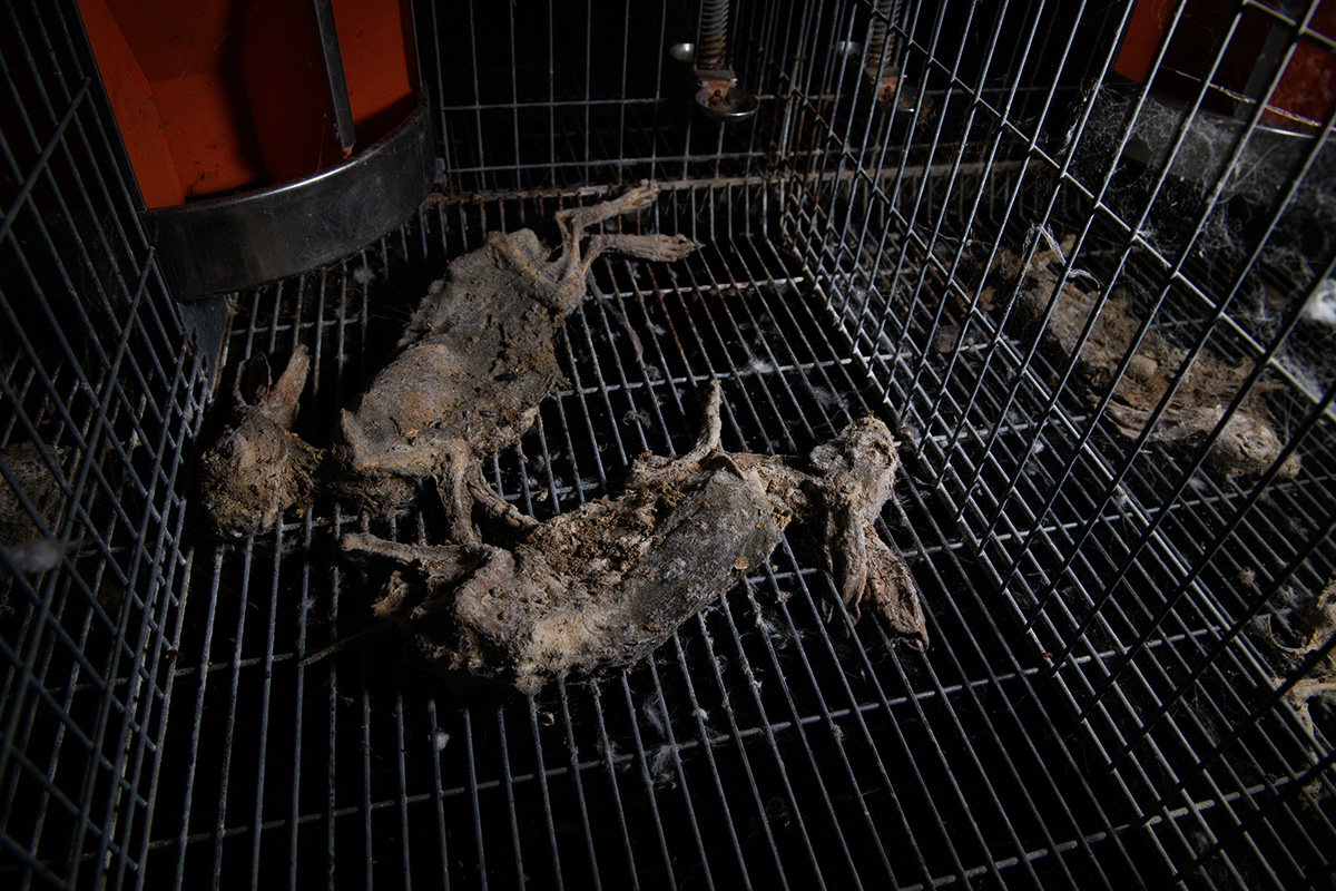Rabbits on a farm