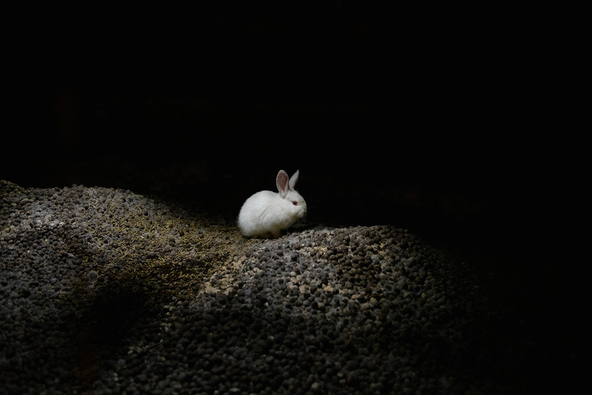 Rabbits on a farm